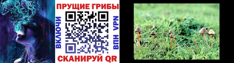 Псилоцибиновые грибы мицелий  Светлогорск 